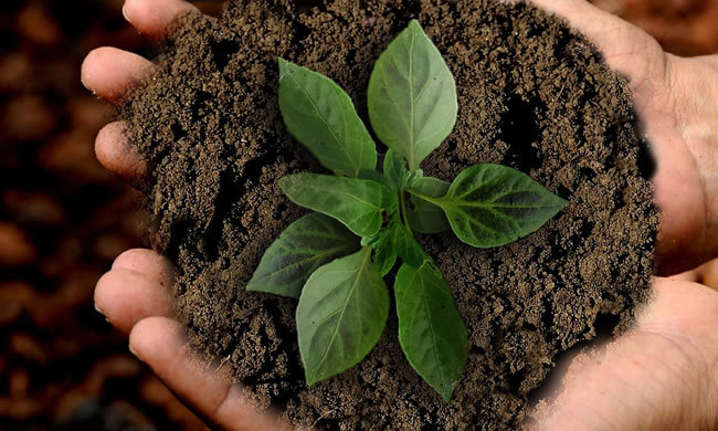Green plant in earth being held in two hands